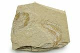 Cretaceous Fossil Shrimp and Fish - Lebanon #376598-1